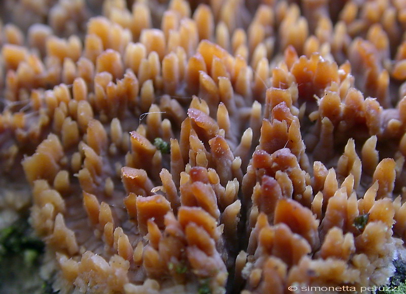 Corticiaceae da determinare... (Radulomyces molaris)